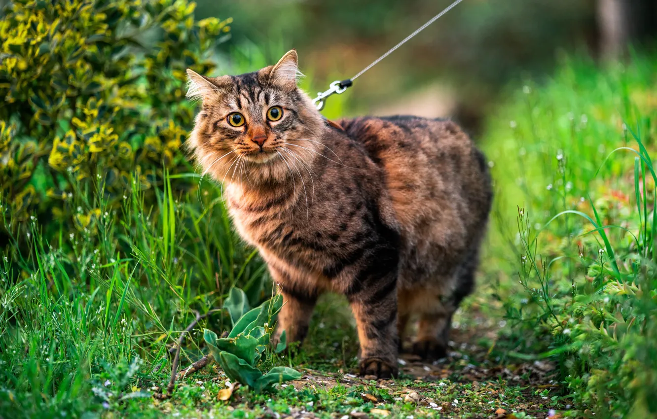 Photo wallpaper greens, cat, grass, cat, leash, walk