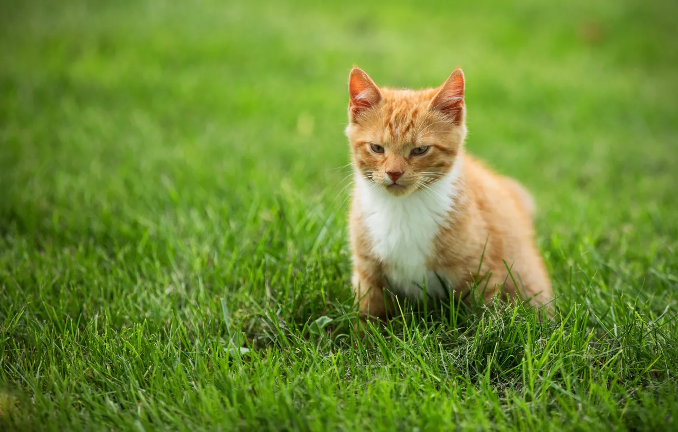 Photo wallpaper cat, look, pose, background, red, kitty