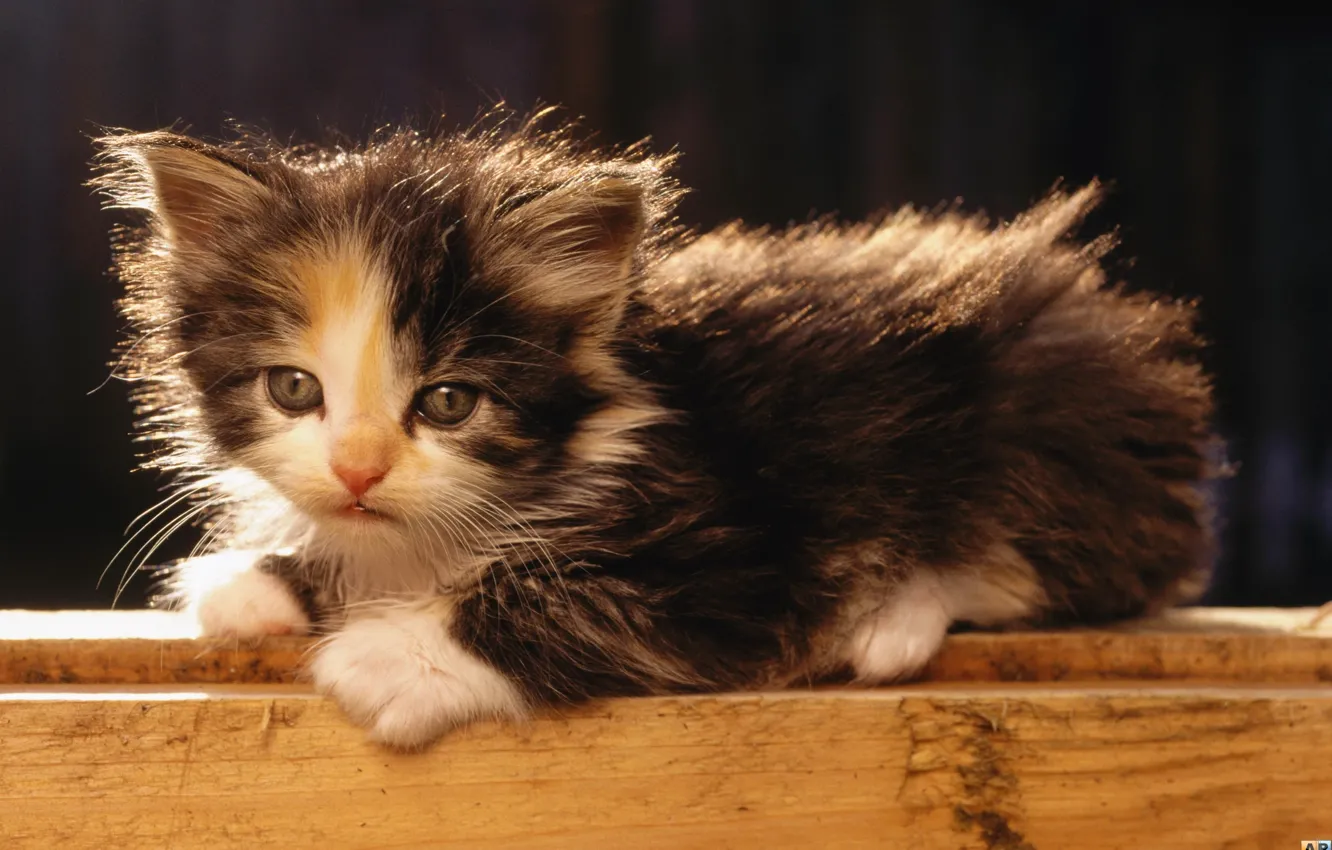 Photo wallpaper kitty, small, lies, resting