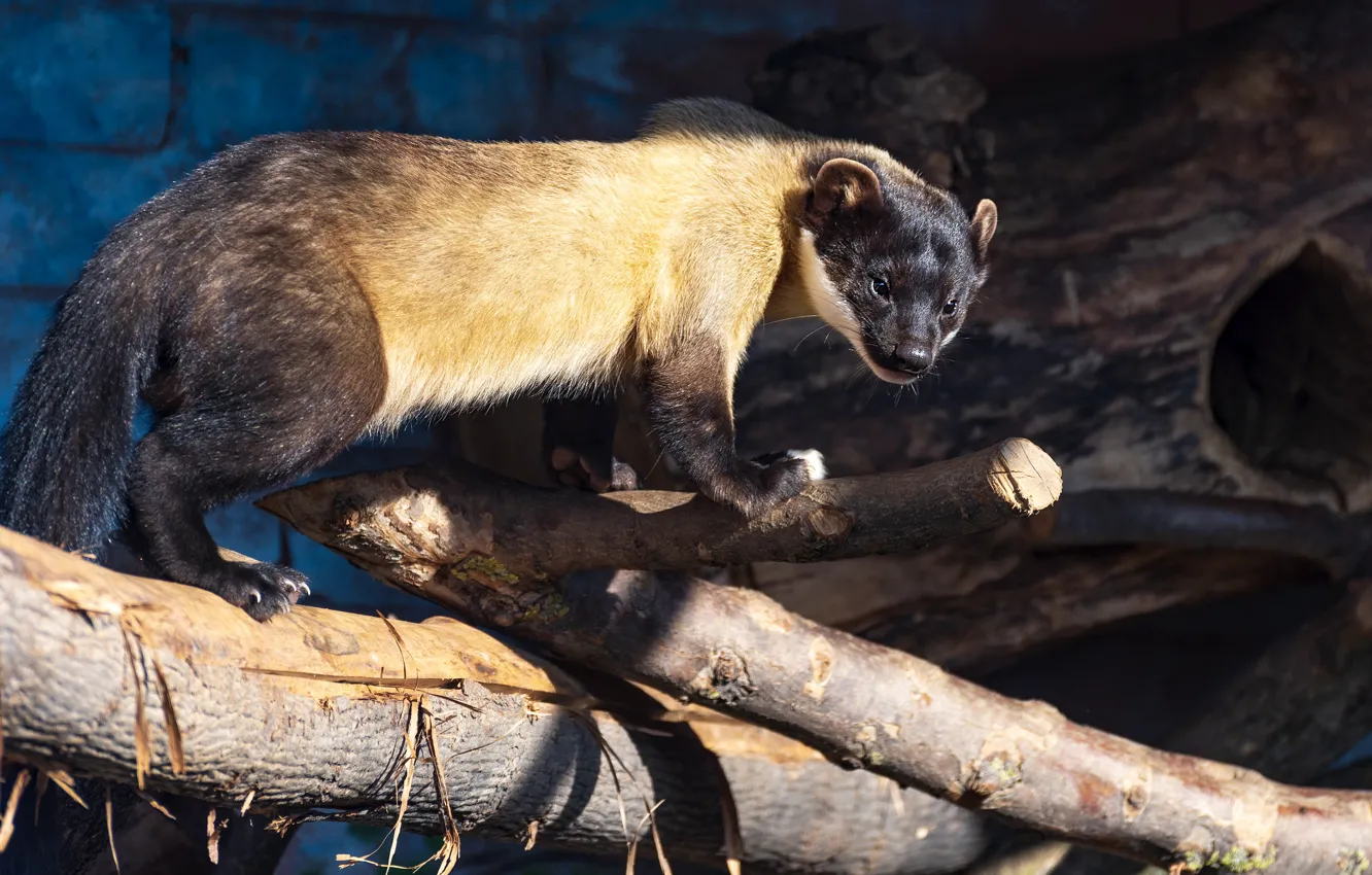 Photo wallpaper light, branches, Nora, zoo, marten, yellow - throated