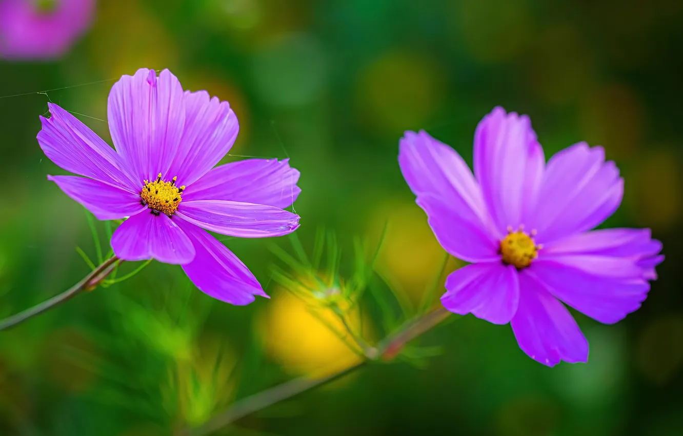 Photo wallpaper summer, flowers, kosmeya, pink pigtail