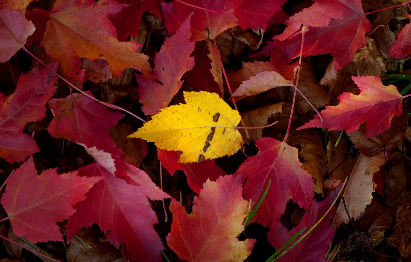 Photo wallpaper autumn, leaves, the crimson