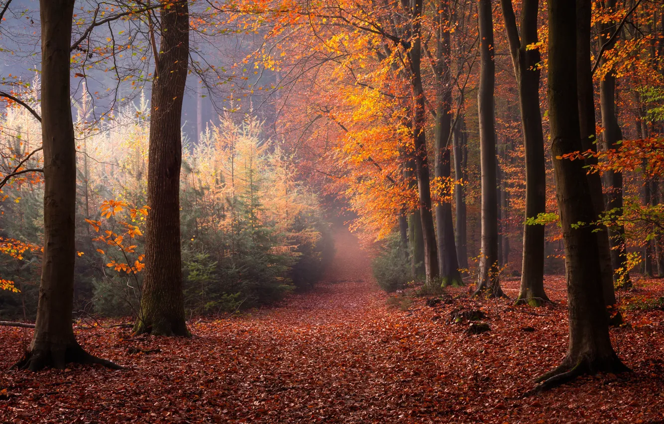 Photo wallpaper autumn, forest, trees, Netherlands, fallen leaves