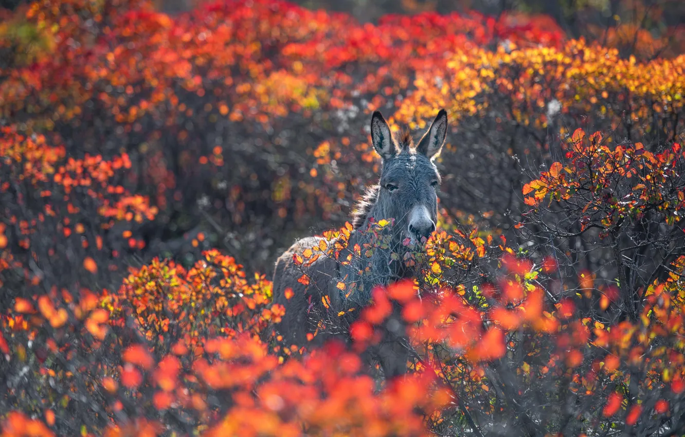Photo wallpaper autumn, face, branches, nature, foliage, the bushes, donkeys, Ass