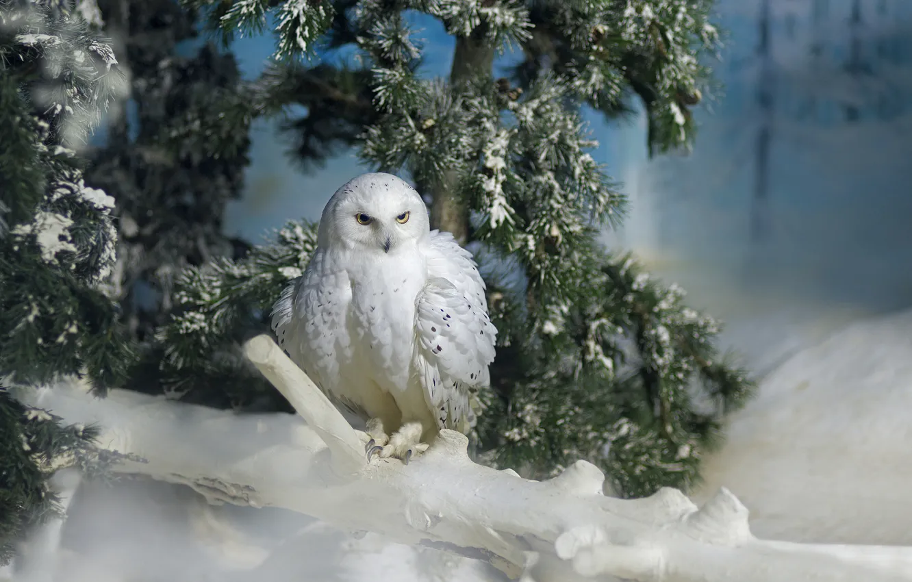 Photo wallpaper snow, branch, pine, snowy owl, wildlife