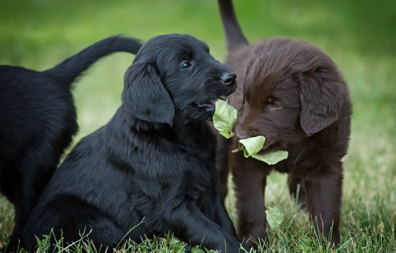 Photo wallpaper dogs, grass, puppies, leaves, The flat-coated Retriever, Flat