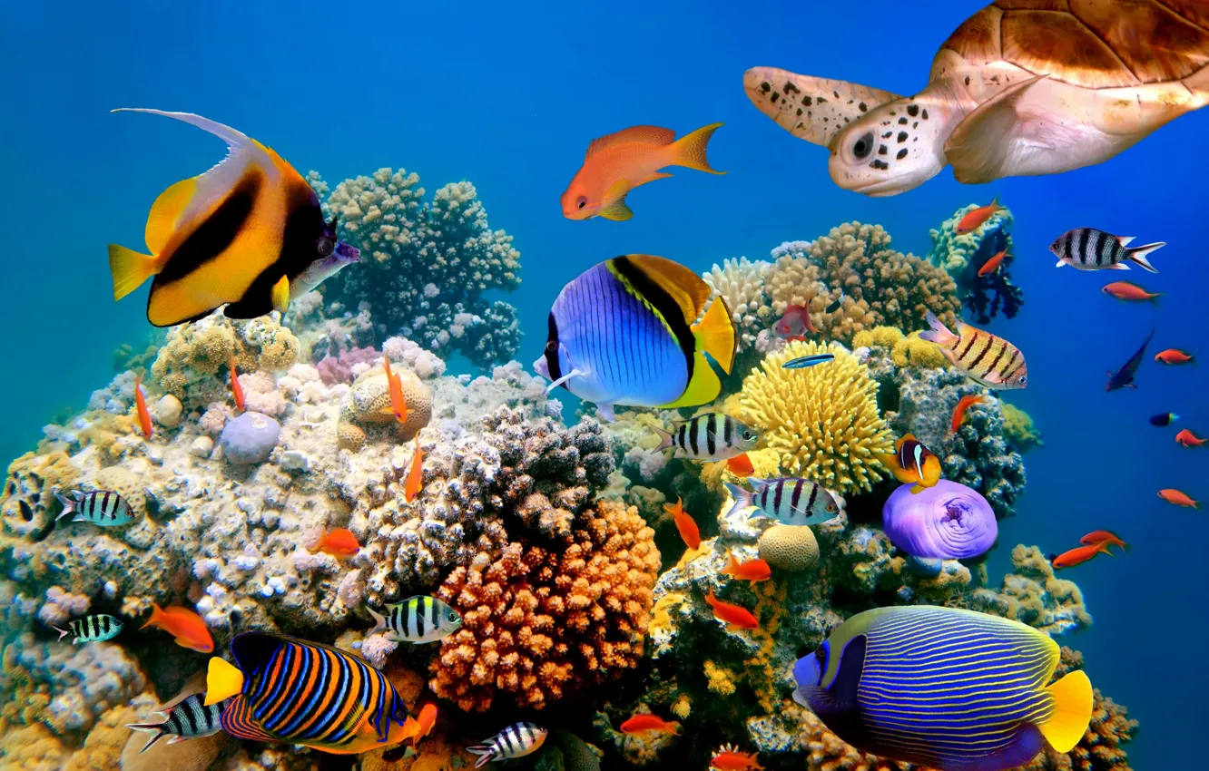 Photo wallpaper nature, turtle, fish, the bottom of the sea, fish, turtle, the nature, the sea bottom