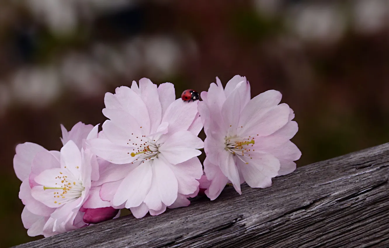 Photo wallpaper flowers, ladybug, Sakura