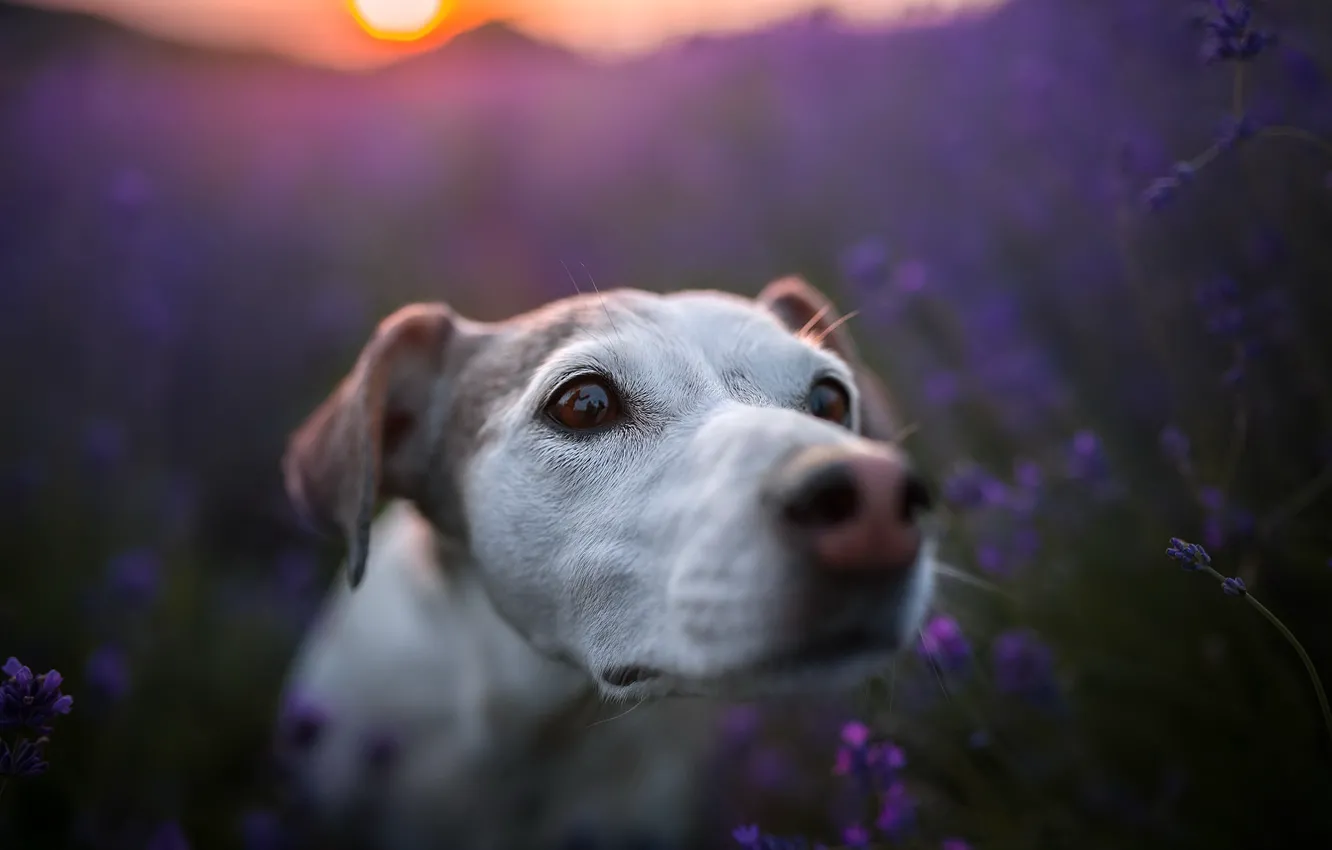 Photo wallpaper nature, each, dog