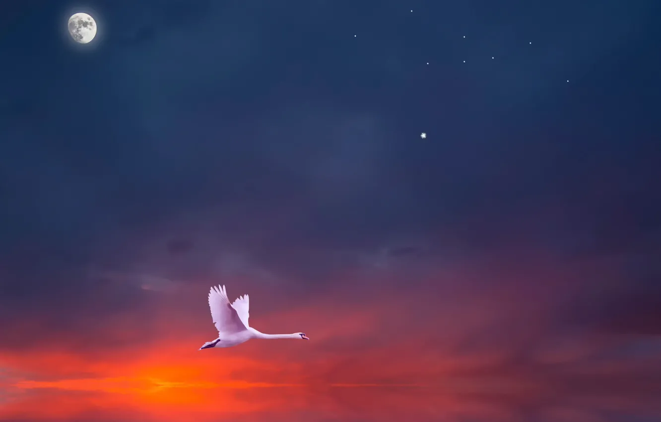 Photo wallpaper Swan, flight, Solo Flight