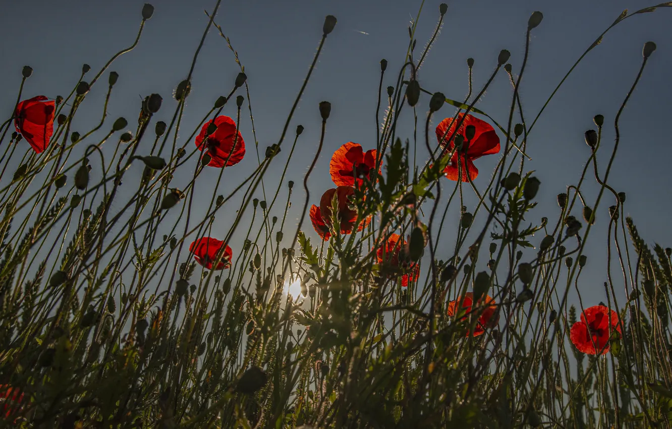 Photo wallpaper field, the sky, the sun, light, flowers, red, Maki, the evening
