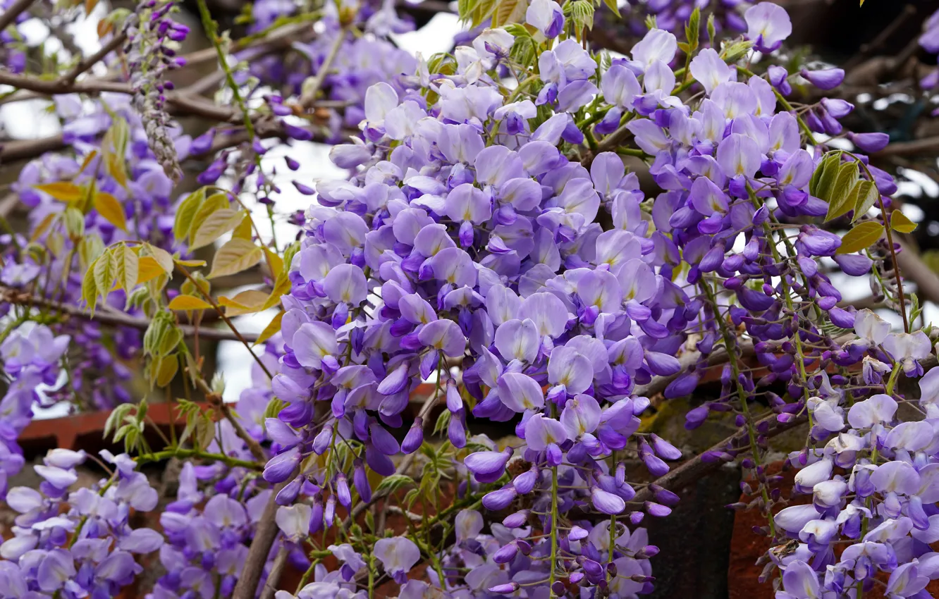 Photo wallpaper flowers, lilac, vines, inflorescence, Wisteria, Wisteria