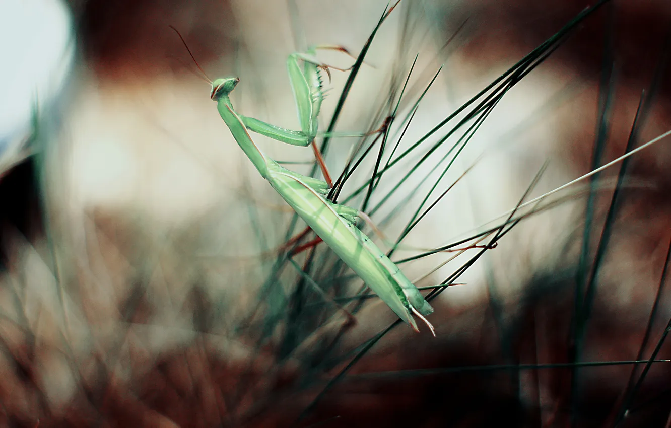 Photo wallpaper grass, grasshopper, bokeh
