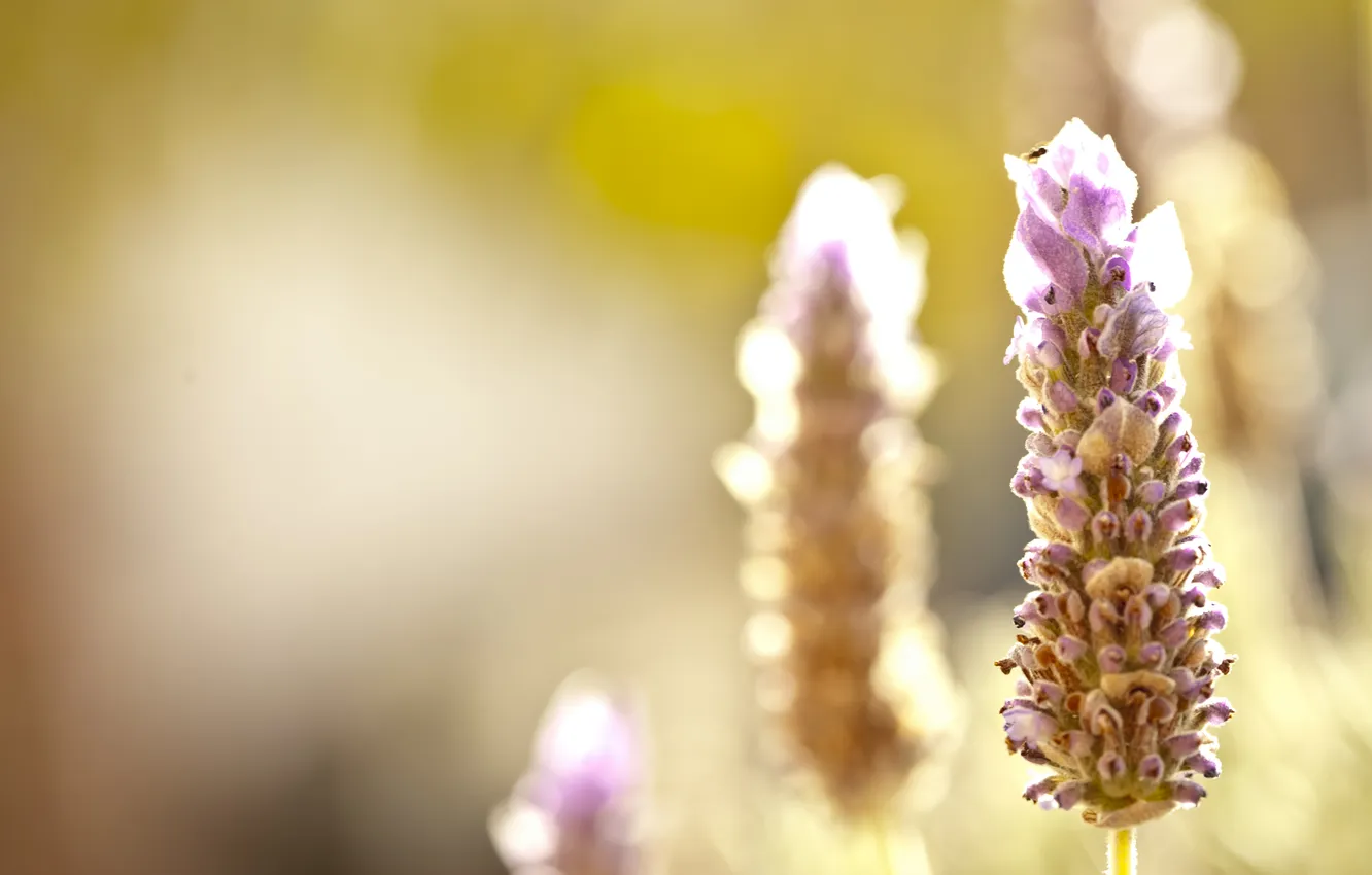 Photo wallpaper macro, lavender, sunlight, inflorescence