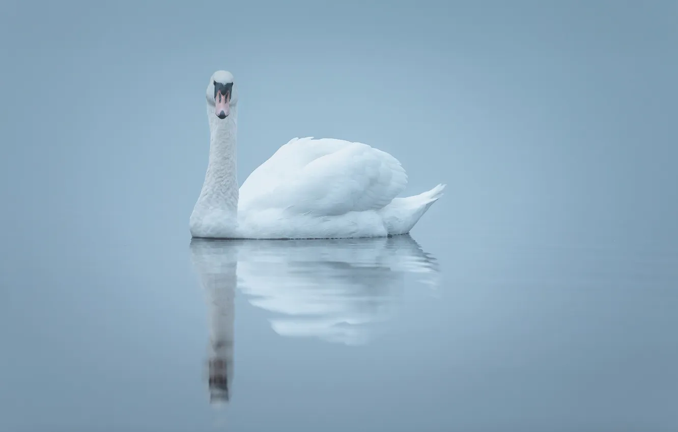 Photo wallpaper fog, lake, reflection, mirror, Swan