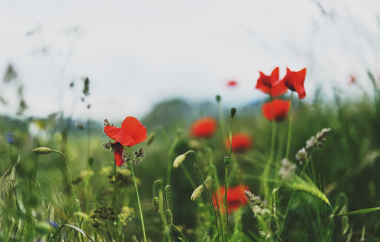 Photo wallpaper field, grass, flowers, Maki, blur