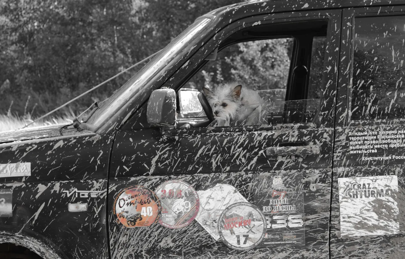 Photo wallpaper machine, dog, Drive