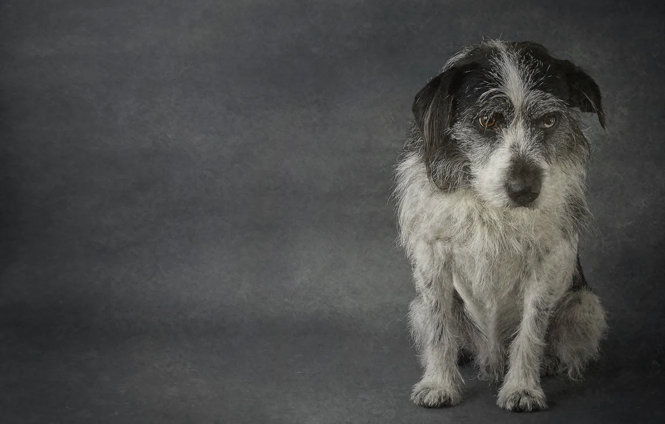 Photo wallpaper look, each, dog, terrier