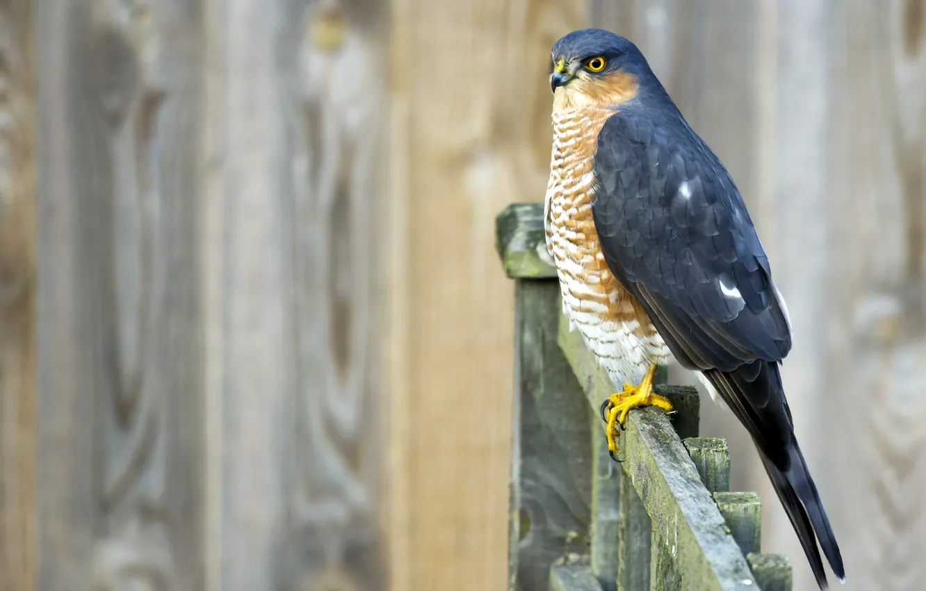 Photo wallpaper bird, the fence, Sparrowhawk