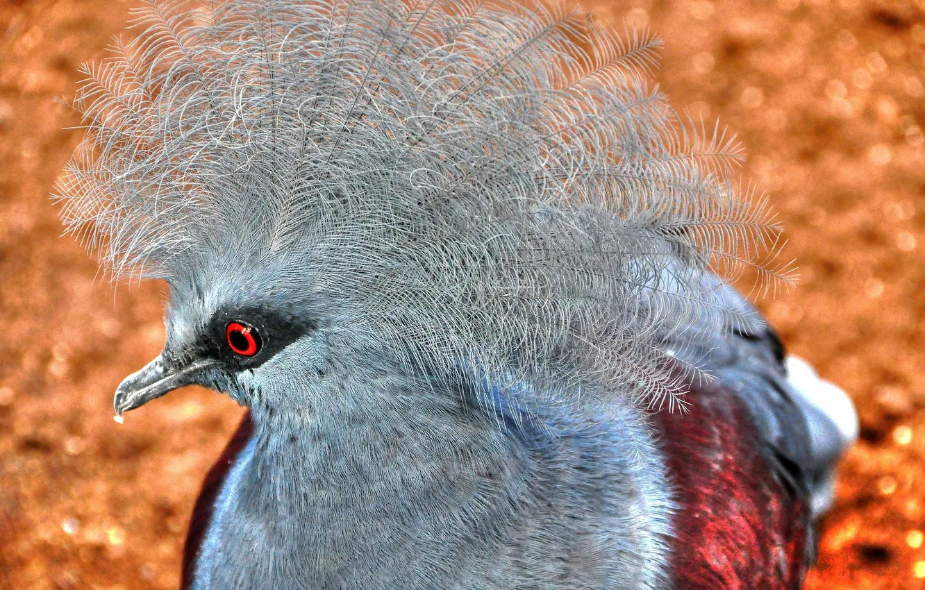 Photo wallpaper bird, feathers, beak, crowned pigeon