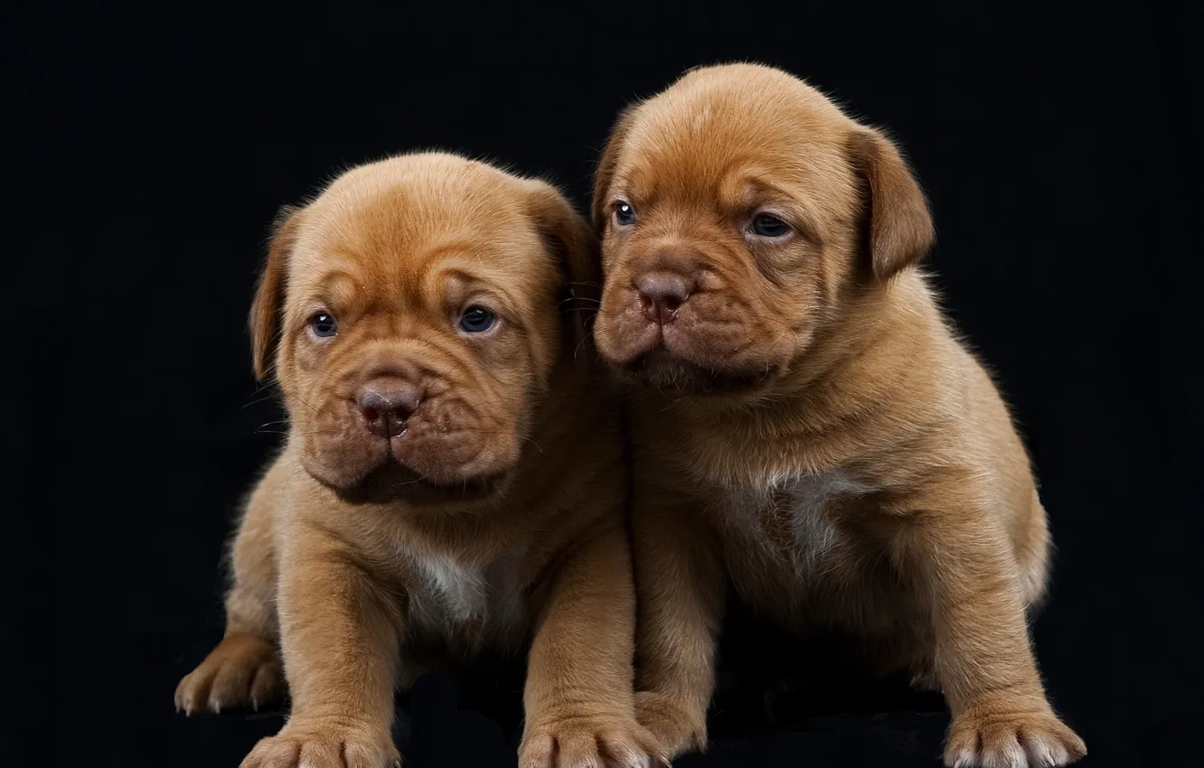 Photo wallpaper puppy, black background, Dogue de Bordeaux