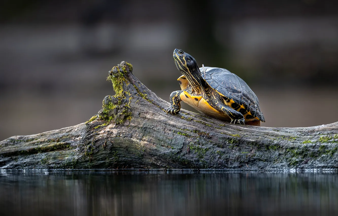 Photo wallpaper water turtle, pond, turtle, log, water, snag, bug