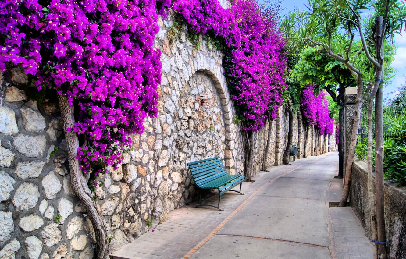Photo wallpaper trees, flowers, city, the city, benches, trees, street, beautiful