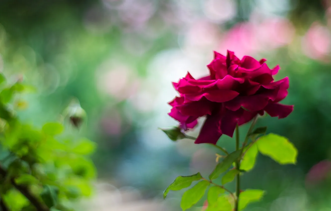 Photo wallpaper flowers, background, roses, petals