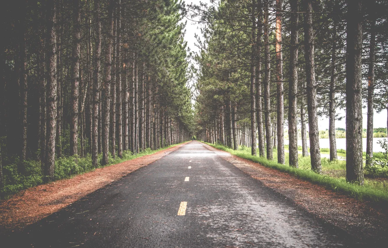 Photo wallpaper road, autumn, nature, pine