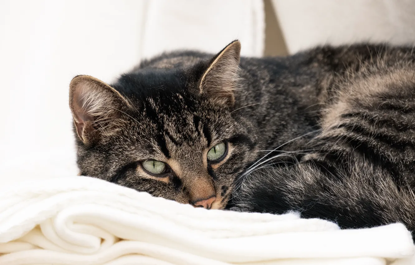 Photo wallpaper cat, cat, look, grey, lies, blanket, face