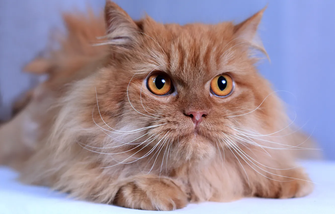 Photo wallpaper cat, cat, mustache, look, fluffy, muzzle, red