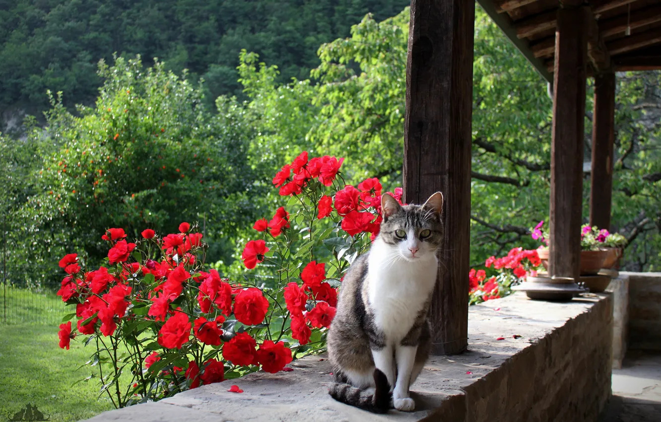 Photo wallpaper cat, look, flowers