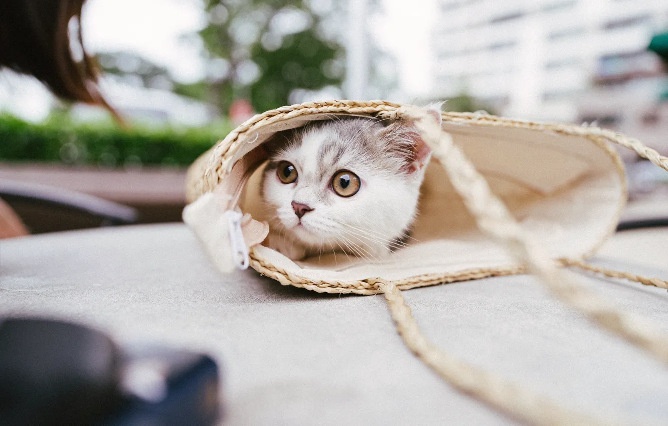 Photo wallpaper cat, look, the city, kitty, table, street, bag, Munchkin