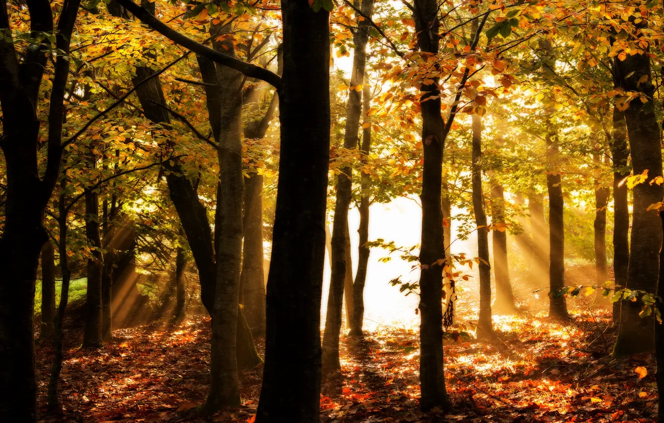 Photo wallpaper autumn, forest, leaves, rays, light, Park, Golden autumn