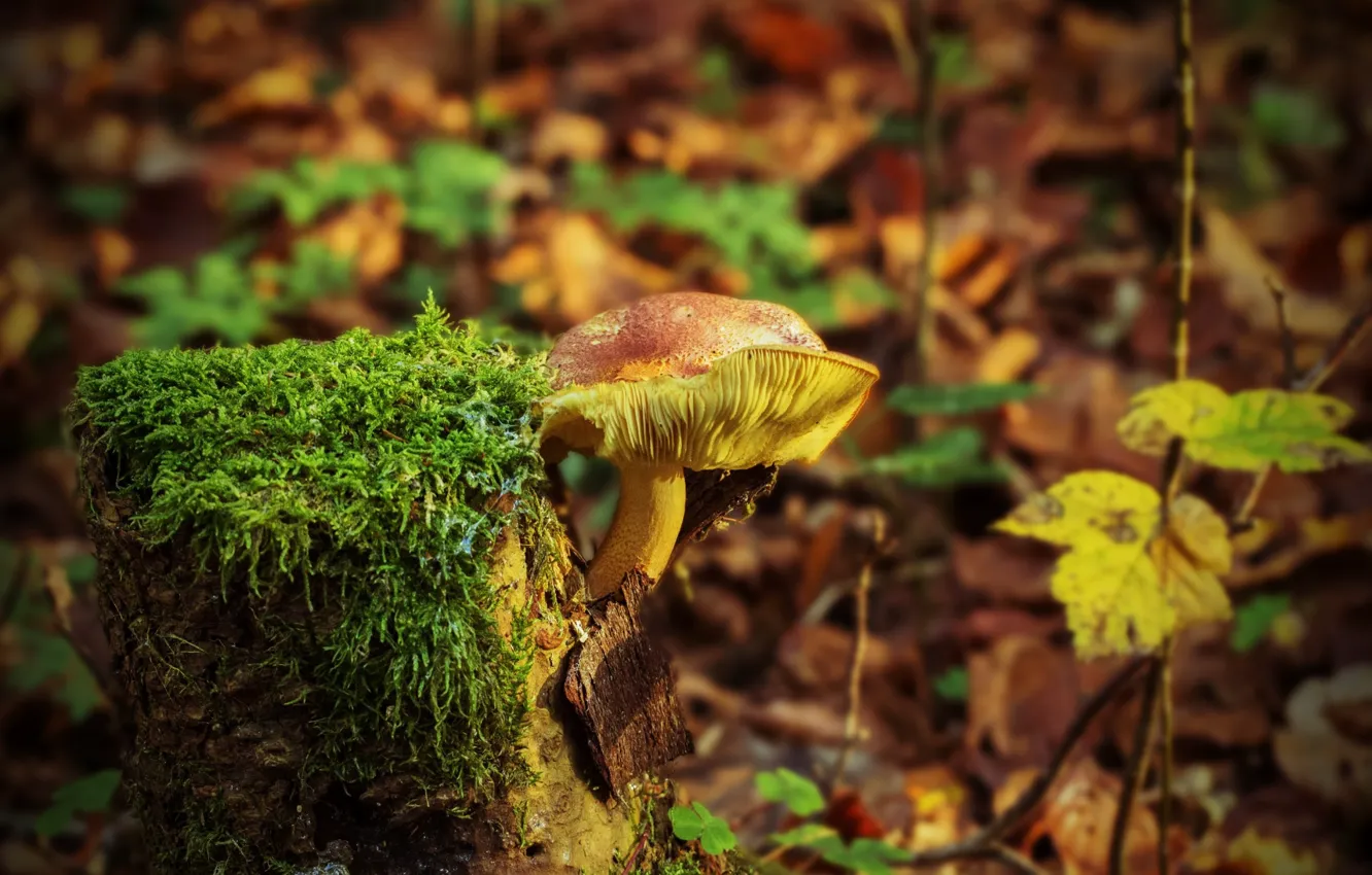 Photo wallpaper autumn, forest, leaves, mushrooms, stump, bokeh