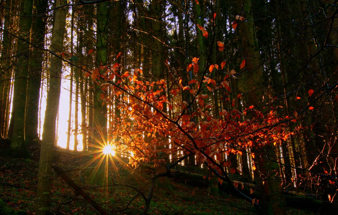 Photo wallpaper autumn, forest, leaves, the sun, rays, trees, slope