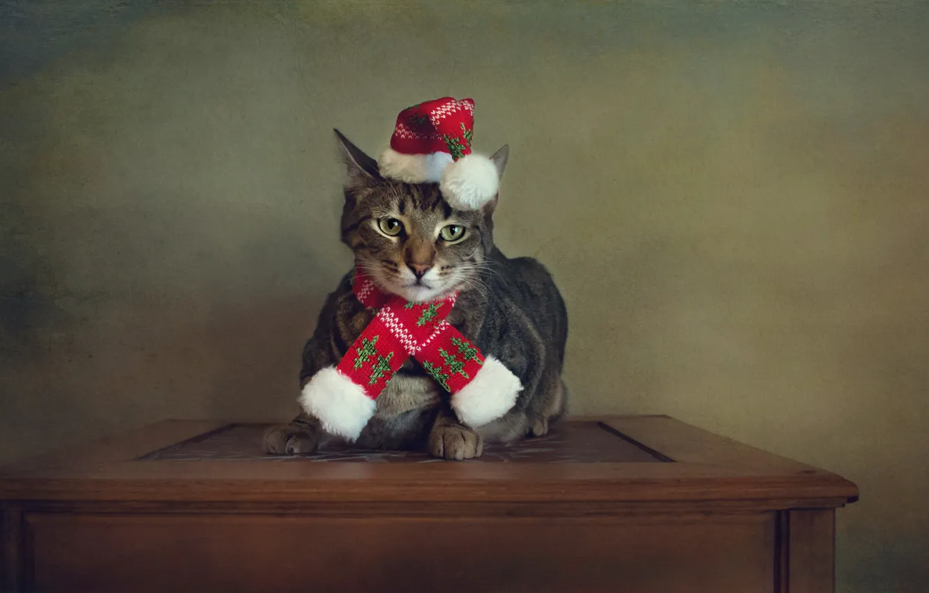 Photo wallpaper cat, cat, style, retro, table, holiday, portrait, treatment