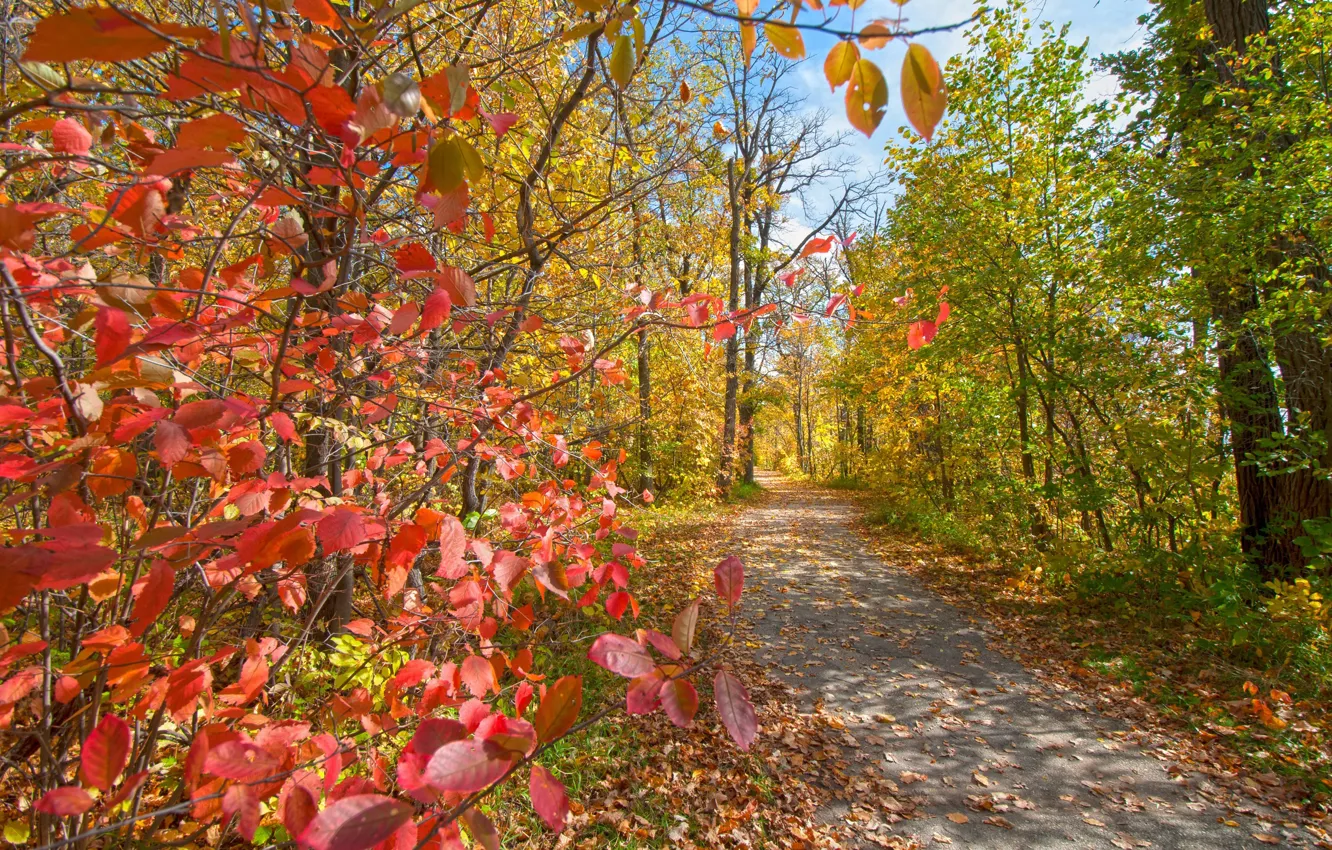 Photo wallpaper autumn, leaves, trees, Park, track, the crimson