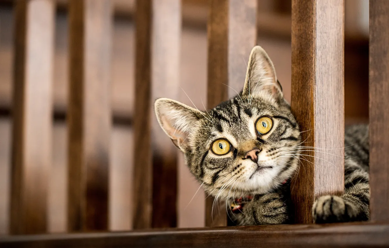 Photo wallpaper trees, cat, look, portrait, railings, tabby, Peeps, face
