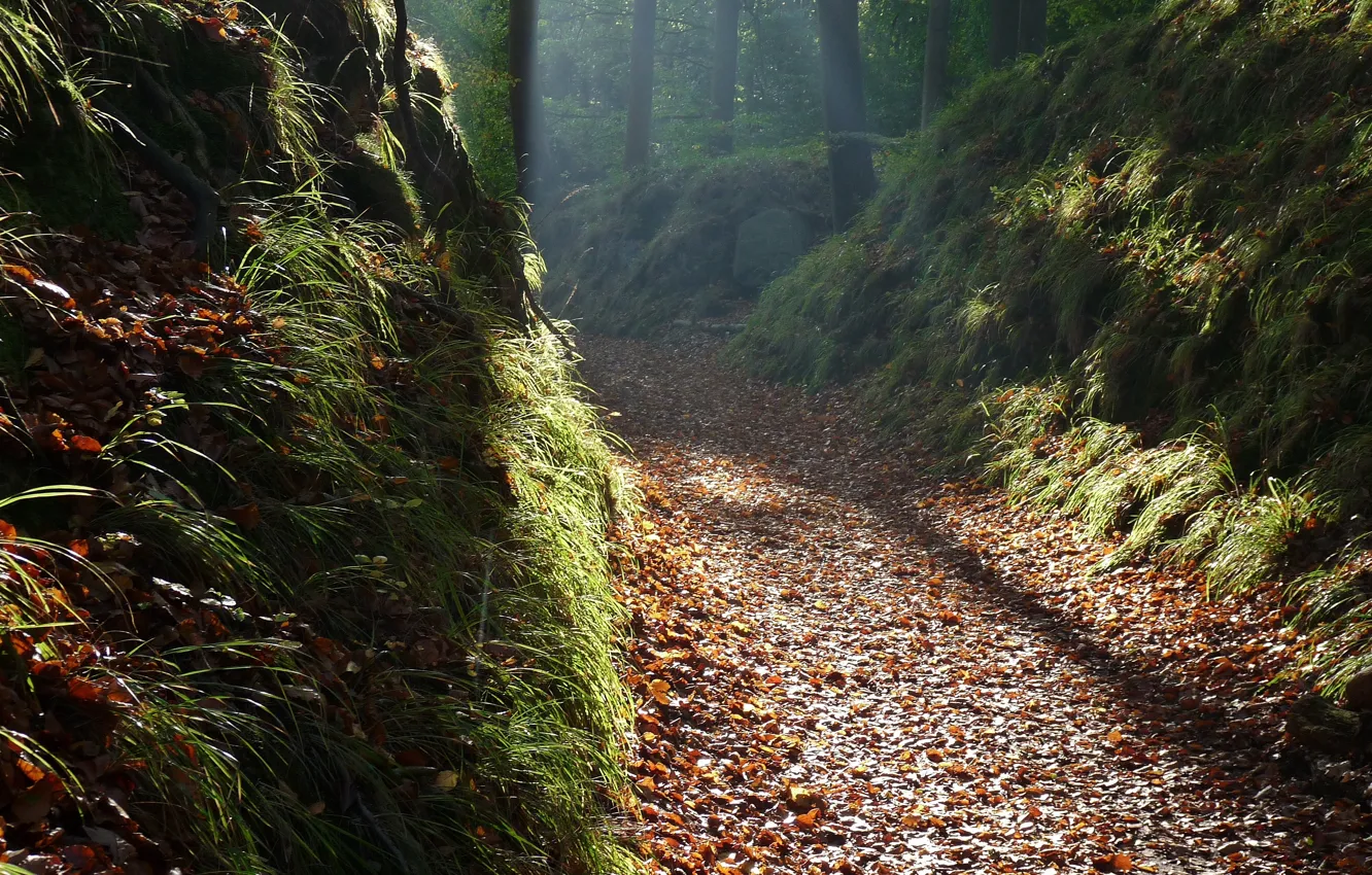 Photo wallpaper autumn, forest, leaves, rays, trees, Nature, trail, track