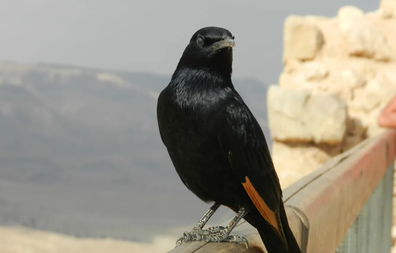 Photo wallpaper animals, birds, Israel, Masada