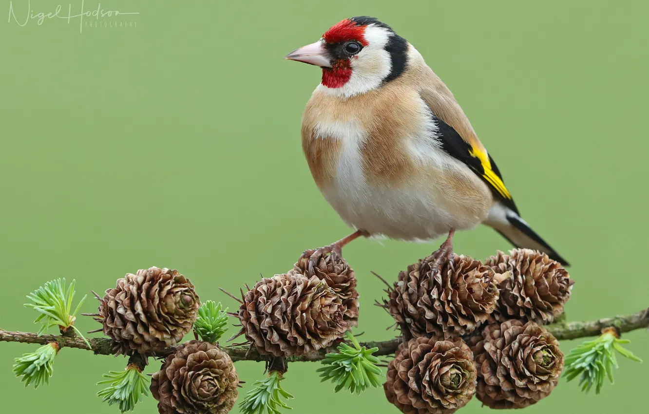 Photo wallpaper bird, branch, bumps, goldfinch