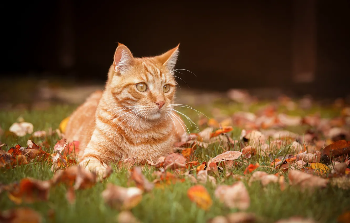 Photo wallpaper autumn, cat, leaves, portrait, red cat