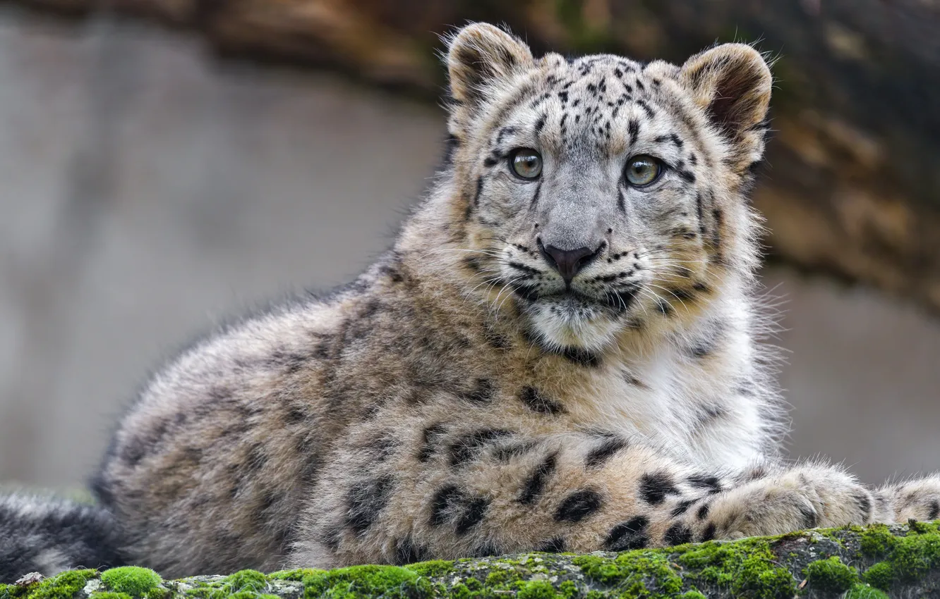 Photo wallpaper lies, snow leopard, detnysh