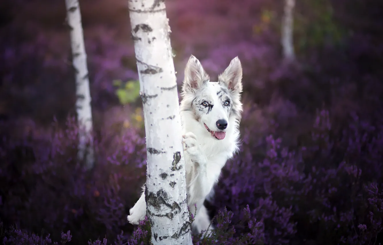 Photo wallpaper look, dog, birch