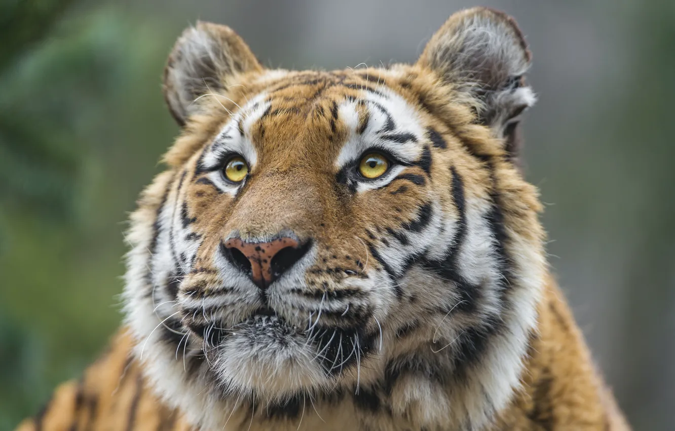 Photo wallpaper cat, look, face, tiger, Amur, ©Tambako The Jaguar
