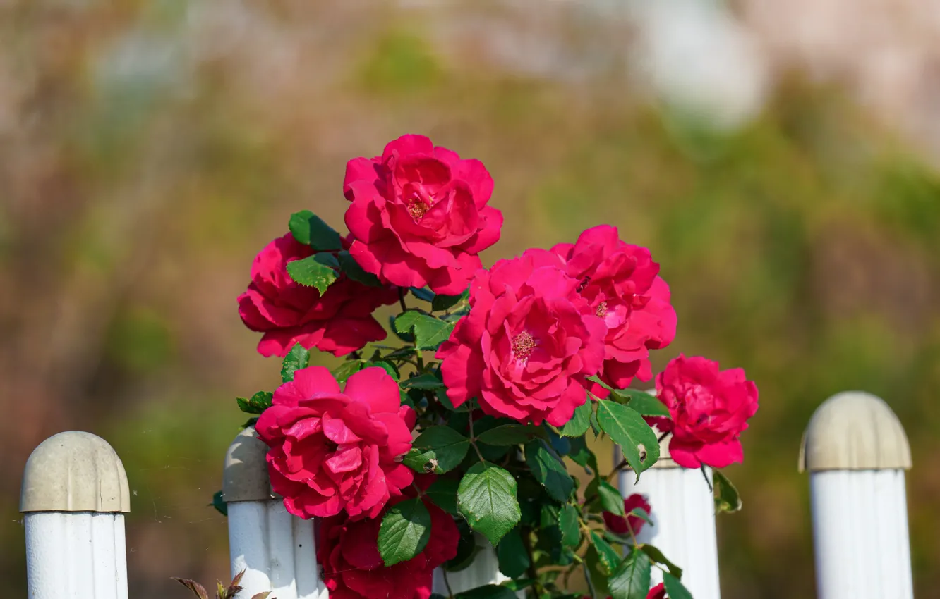 Photo wallpaper light, flowers, background, bright, the fence, roses, pink, bokeh