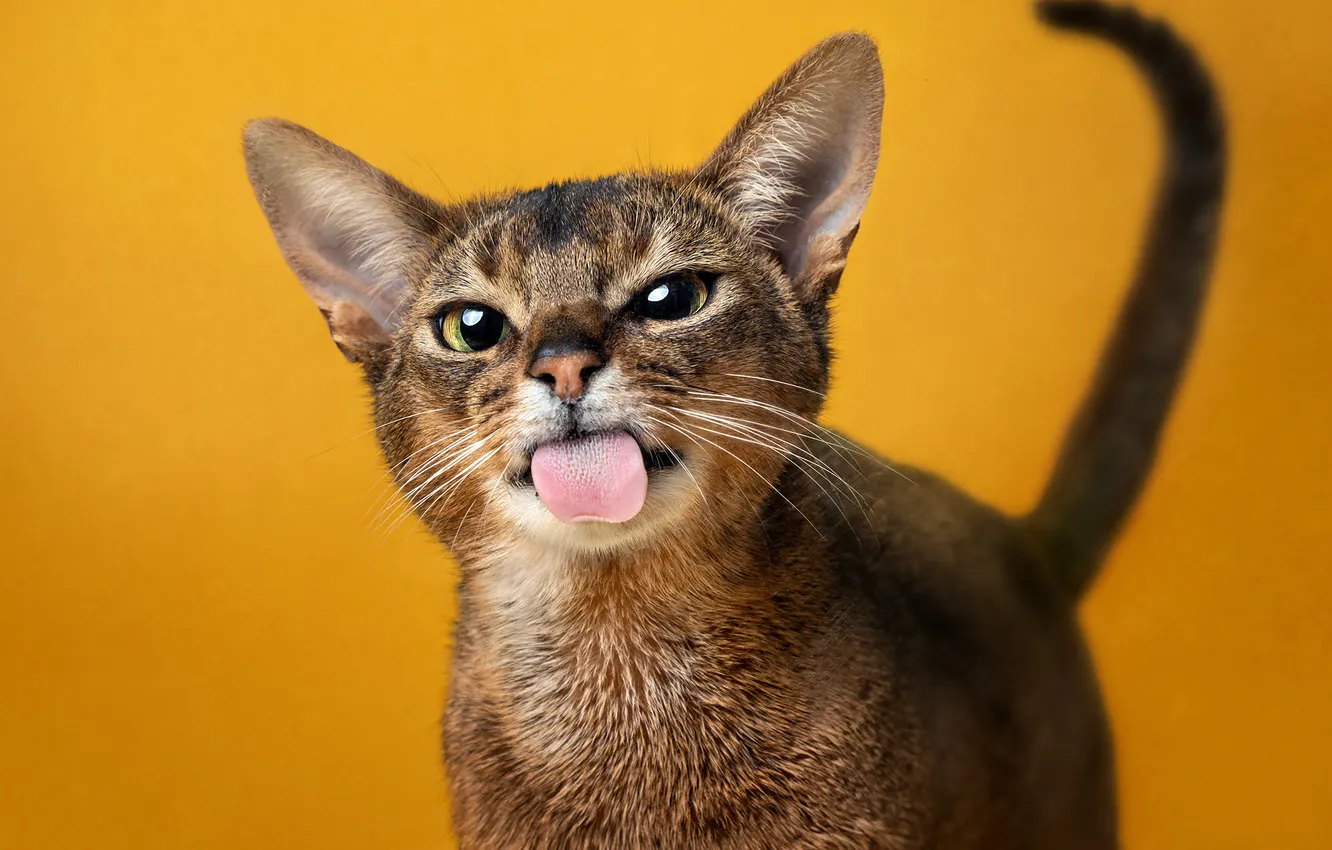 Photo wallpaper language, cat, background, muzzle, Abyssinian cat