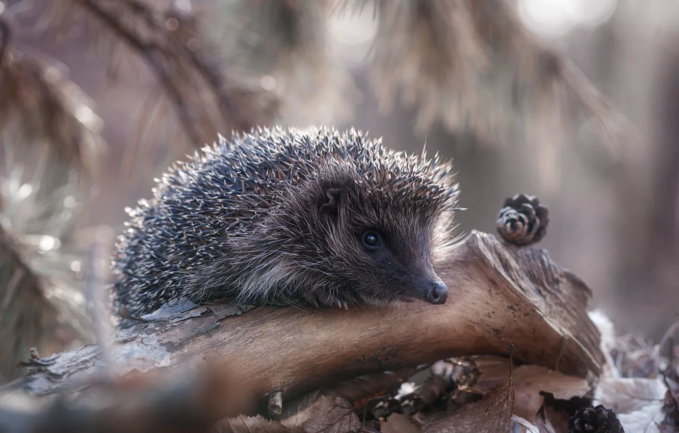 Photo wallpaper bumps, hedgehog, Alexander Chorny