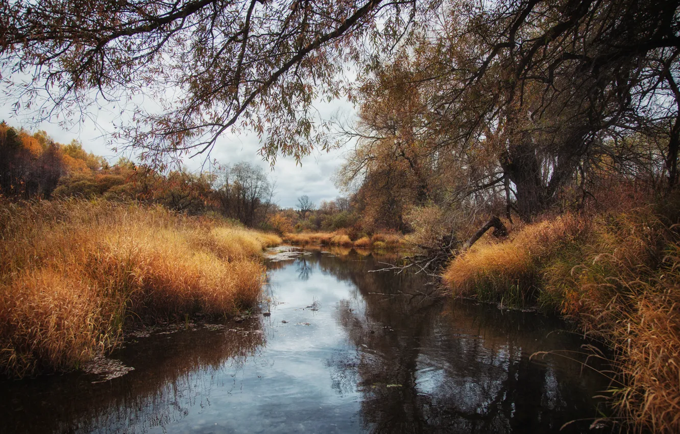 Photo wallpaper autumn, overcast, swamp, autumn, fall, swamp